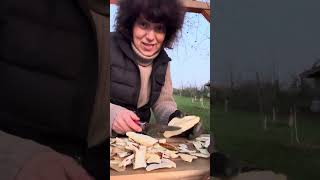 Fomitopsis Pinicola Red Belted Polypore [upl. by Milly]