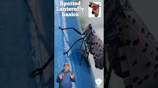 Spotted Lanternfly Basics [upl. by Jaala]