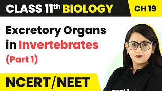 Excretory Organs in Invertebrates Part 1  Class 11 Biology Ch 19 NCERTNEET [upl. by Vernon]