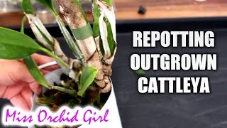 Repotting Cattleya Orchid  Proper position in the pot [upl. by Gapin]