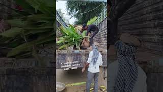 Criminal lily plant loading gajraulanursery wholesalenursery allplants nurseryplants plants [upl. by Anaiv]