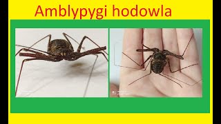 93 Jak hodować amblypygi [upl. by Aehc]