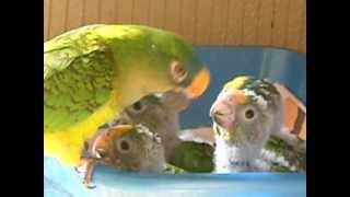 baby peach front conures being fed [upl. by Greeson]