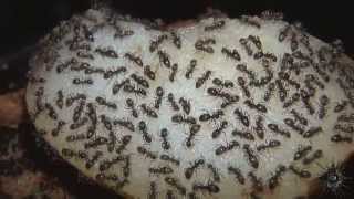 Poire vs Lasius niger [upl. by Temp]