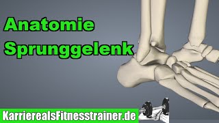 Anatomie des Sprunggelenks für Fitnesstrainer erklärt [upl. by Sitoel667]