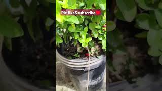 Maa terrace garden lo Cherrys vachai🍒youtube shortsfruits [upl. by Pickford]