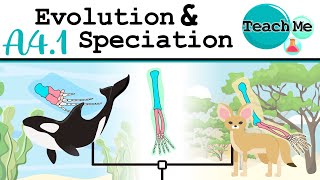 A41  Evolution amp Speciation  IB Biology SLHL [upl. by Ahsieyn]