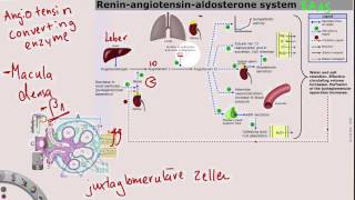 ReninAngiotensinAldosteronSystem [upl. by Nywra]