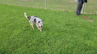 Bella amp Maya playing ball [upl. by Maible]