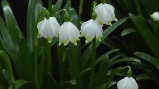 Leucojum vernum  Spring Snowflake [upl. by Inahpit]