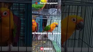 Sunconor Rainbow Lorikeet Rosellas Price in near Mirpur Dhaka [upl. by Katherine]