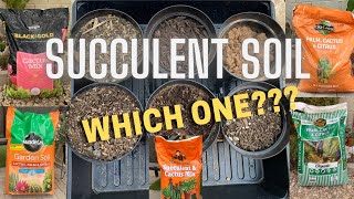 A Closer Look at Succulent Soil  Which Cactus and Succulent Soil is better [upl. by Zednanreh]