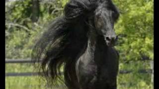 Friesian Stallion Anton 343 [upl. by Sousa200]