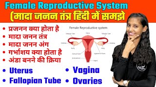 Female Reproductive System In Hindi  Menstrual Cycle  Uterus  Ovary  Fallopian Tube  Ovulation [upl. by Romaine]