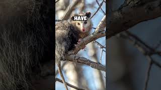 Opossum Playing Dead shorts viral facts [upl. by Solahcin]