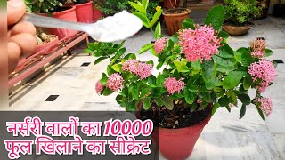 Ixora plant care n fertilizer ixora plant secret fertilizer बस आधा चम्मच फूलों से ढक जाएगा पौधा [upl. by Adneram568]