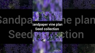 Sandpaper vine plant seed collection sandpapervine myworld [upl. by Caasi]