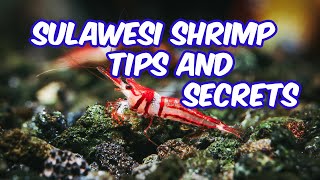 Sulawesi shrimp New tips and secrets for keeping and breeding in 2024 [upl. by Anaiviv]