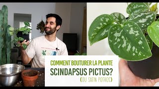 Comment bouturer la plante Scindapsus pictus satin pothos Bouturage très facile dans leau [upl. by Rehpotsrihc215]