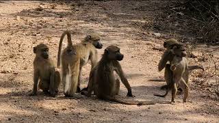 A Baboon troop in Gorongosa [upl. by Reube]