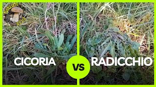 Cicoria e Radicchiella quotLe Differenze Principaliquot Cichorium intybus e Crepis vesicaria 🌿 [upl. by Van]