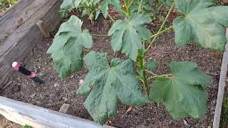 Tobacco Gardening Cutworms and Rotten Banana Water [upl. by Ainevul]