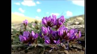 Small Leaved Locoweed in Ladakh [upl. by Beghtol]