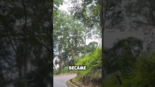 Trinidad Places To Visit travel trinidad nature [upl. by Ankeny]