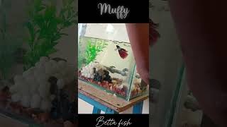 Sick betta fish treatment fish bettafish fungalinfection [upl. by Hareenum]