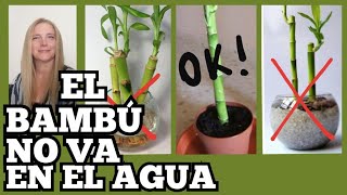 🎋el BAMBU NO va en AGUA CUIDADOS del BAMBU de la SUERTE VeronicaCampaniniPlantas [upl. by Oiligriv]