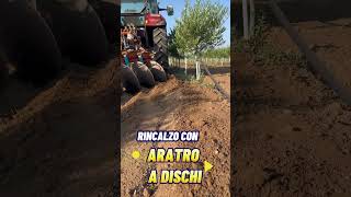 RINCALZO OLIVETO SUPERINTENSIVO shortvideo farming olive [upl. by Corb774]