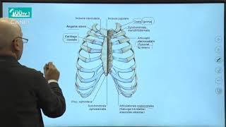 Üsküdar Üniversitesi TIP Fakültesi Dersleri  Antomi  Thorax Columna Vertebralis Bağlar  1 [upl. by Sivahc796]