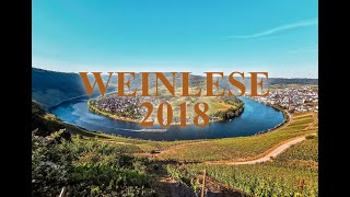 Weinlese an der Mosel  Weingut KnodtTrossen  Kröv [upl. by Fausta]