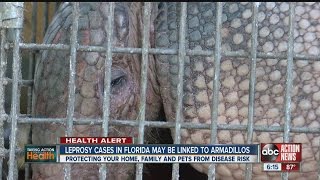 Fla leprosy cases may be linked to armadillos [upl. by Amand846]