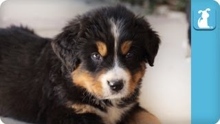 Cute Bernese Mountain Dog Puppies  Puppy Love [upl. by Arehahs]