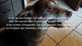 Hunde Schlaganfall Vestibulärsyndrom  Erfahrungen Hinweise und Symptome [upl. by Assenahs]