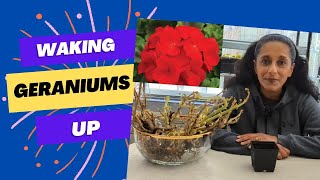 Revive Overwintered Geraniums  Quick Easy Sustainable Gardening Hack [upl. by Had]