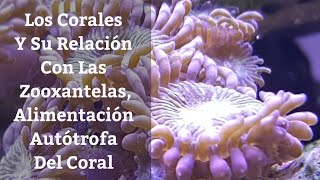 🔵 Los Corales Y Su Realcion Con Las ZooxantelasAlimentación En Corales Autotrofa Acuarios MB [upl. by Elatnahs]