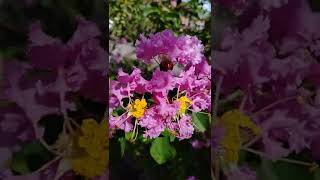 Yuma Crape Myrtle Tree pale pink flowers  Crepe Myrtle bushes Lagerstroemia indica [upl. by Aracot]