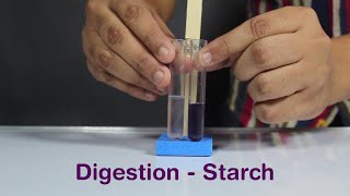 Digestion  Starch  ThinkTac  DIY Science [upl. by Anattar]