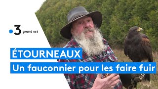 Un fauconnier pour faire fuir les étourneaux installés à FèreChampenoise dans la Marne [upl. by Hanley]