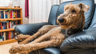 Airedale Terriers Minimal Shedding and Hypoallergenic Coats [upl. by Nho378]