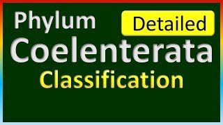 Phylum Coelenterata  Classification in Detail [upl. by Mclaurin]