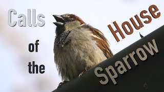 House Sparrow Call birds birdsounds [upl. by Amii]