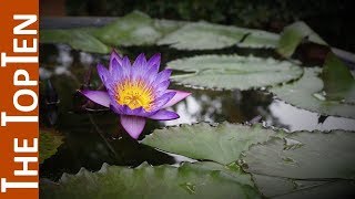 The Top Ten Most Beautiful Aquatic Plants In The World [upl. by Sudderth295]