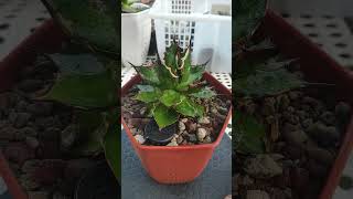 agave horrida agave agaveplant cactus agavetitanota plants garden gardening music rain [upl. by Kcirdnekal]