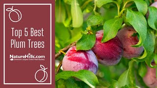 Top 5 Best Plum Trees  NatureHillscom [upl. by Namyl]