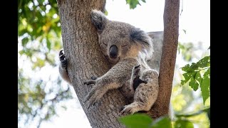 Le petit koala  Jacky Galou [upl. by Ariek345]