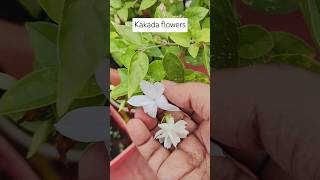 Easy Jasmine Variety in Pots annuals kakada easyflowers likeforlikes [upl. by Mannuela]