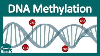 DNA methylation  What is DNA methylation and why is it important [upl. by Merton324]